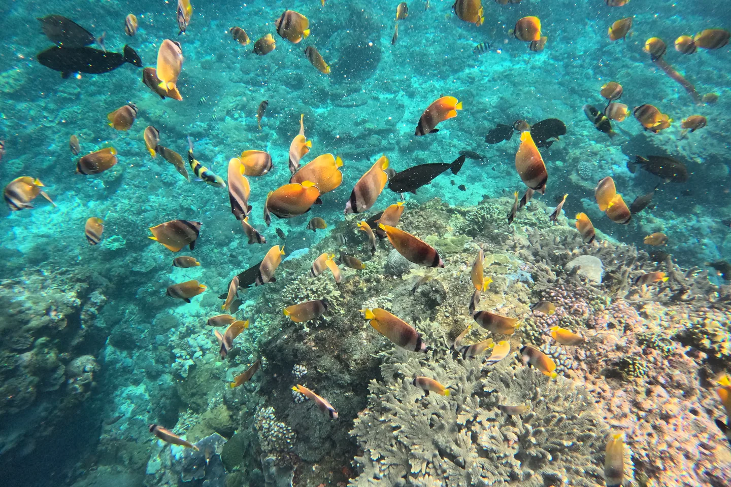 Reef fish swimming above coral